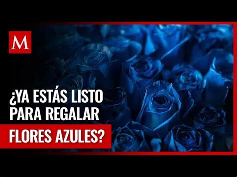 Por qué las mujeres regalan flores azules a sus parejas este 3 de