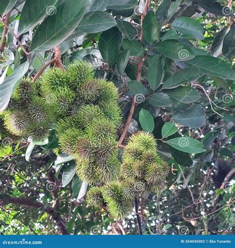 Fruta De Rambutan Que Tiene Muchos Beneficios La Piel Es Como El Pelo