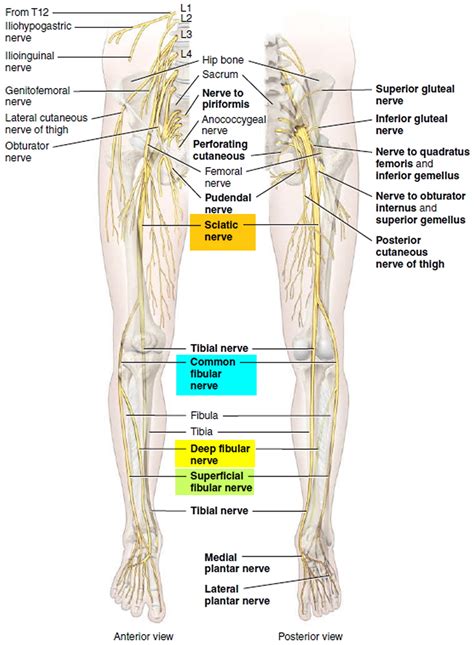 Tibial Nerve Branches