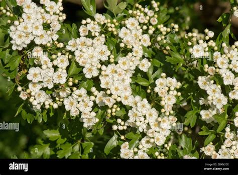 Flores Blancas De Mayo O Espino Crataegus Monogyna En Un Peque O