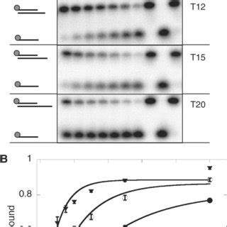ITC analysis of DNA binding affinity. Isothermal titration calorimetry ... 