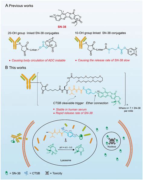 Structures And Action Mechanisms Of Sn Based Adcs A The Major