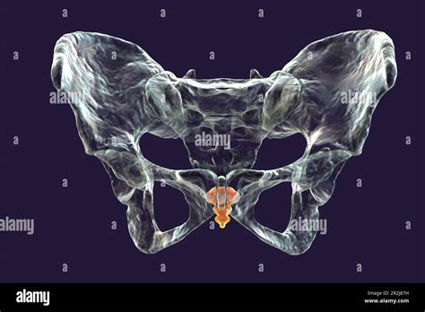 Anatomy of the coccyx bone, illustration Stock Photo - Alamy