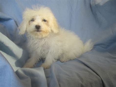 MALTESE / BICHON | Windsor Oak Farm