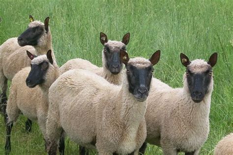 Clun Forest Sheep Breeding Stock - Touchstone Farm | Barnyard animals, Sheep, Animals