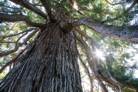 Secuoia Gigante Secuoya Gigante Sequoiadendron Giganteum Plantamus