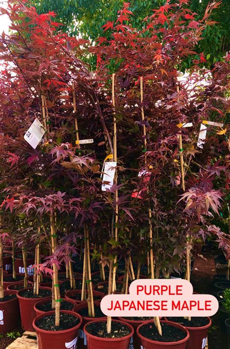 Acer 'Purple Japanese Maple' — Rockbank Nursery