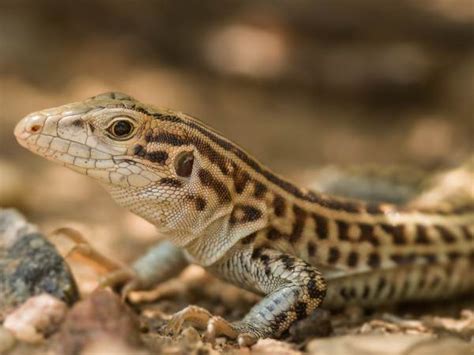 Whiptail Lizards Pictures and Identification - Green Nature