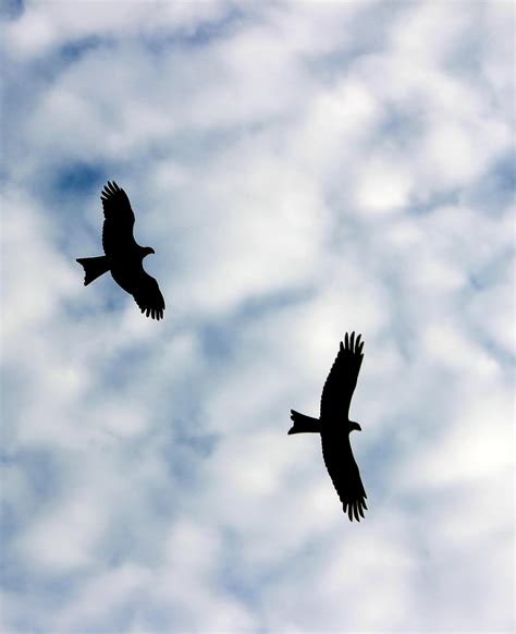 Stock Pictures Silhouettes Of Birds In Flight