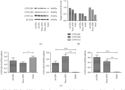 Table 1 From Clinical Characteristics Of Aldosterone And Cortisol Coproducing Adrenal Adenoma