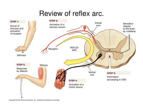 Ppt Review Of Reflex Arc Powerpoint Presentation Free Download Id