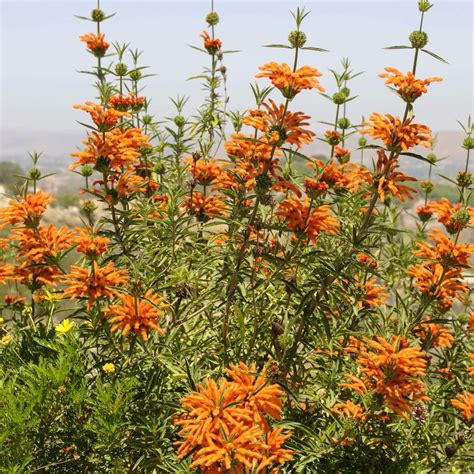 Tiger Tail Plant Perennial Lion's Ear (Leonotis Nepetifolia) In Orange