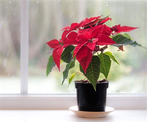 Why is my poinsettia dropping leaves? 4 reasons | Homes & Gardens