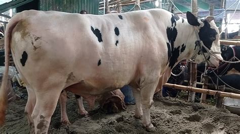 Bhai Koto Nilo Cow Market New Video