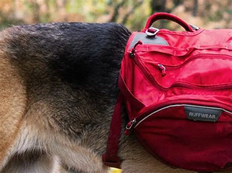 Top 10 Hiking Dog Backpacks for Adventurous Dogs in 2025