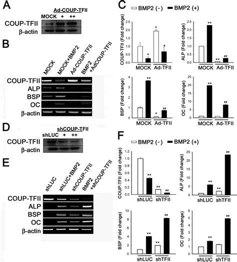 Coup Tfii Inhibits Bmp2 Induced Expression Of Osteoblast Marker Genes