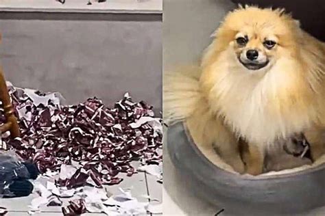 Cachorro Famoso Por Memes E Figurinhas Morre Aos 12 Anos Mundo