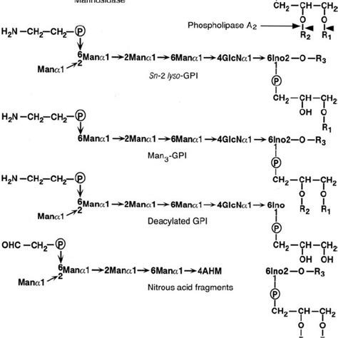 structures  p falciparum gpis modified gpis  gpi fragments
