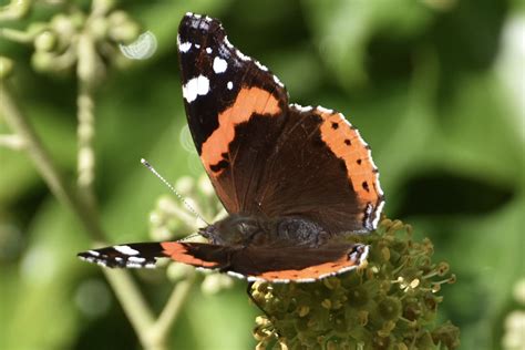 Vroege Vogels Foto Geleedpotigen Atalanta