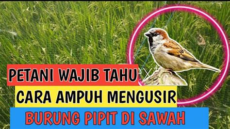 Cara Mengatasi Serangan Hama Burung Pipit Emprit Di Lahan Sawah YouTube