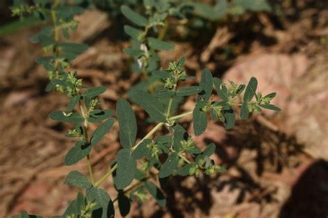 Euphorbia Clarkeana INaturalist Mexico