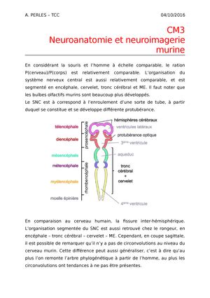 Cours 5 Physiologie Et Neurosciences CM La Transmission Synaptique