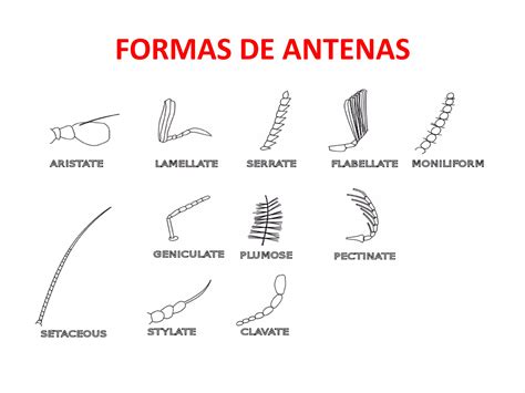 Anatomia Externa De Los Insectos Ppt Descarga Gratuita