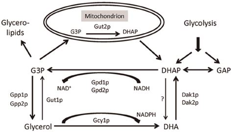 A Simplified Scheme Of The Glycerol Assimilation Pathway In Yeast