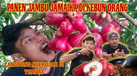 PANEN JAMBU JAMAIKA DI KEBUN ORANG LANGSUNG NGERUJAK DI TEMPAT YouTube