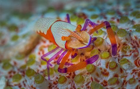 Diving in Tonga - Bluewater Dive Travel