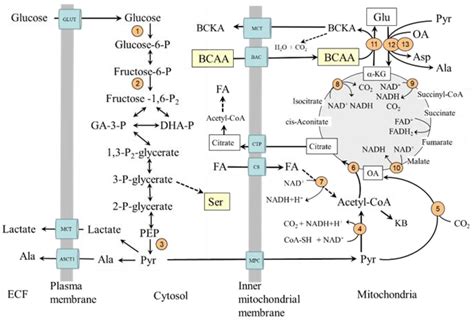 Ijms Free Full Text Role Of Impaired Glycolysis In Perturbations Of