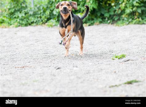 Dog Running With Toy Stock Photo Alamy