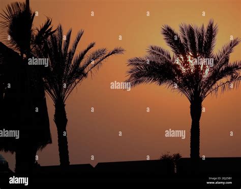 Beautiful Sunset With A Lovely Silhouette Trees And Palm Trees In New