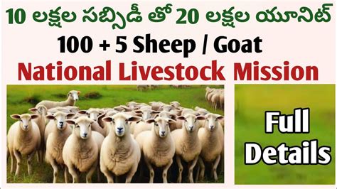 10 లకషల సబసడ త 20 లకషల గరరల మకల యనట 100 goat sheep