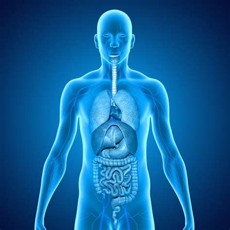 major organs org ergopathics