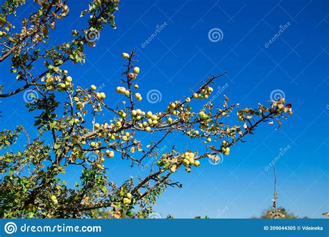 Apricot Branch With Flowers And Buds In Foreground Close Up Of Flowers