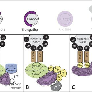 Model Of Suggested Mechanisms Involved In Phagophore Elongation A A