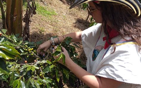 A journey into the world of Colombian Coffee | Terra Colombia, your ...