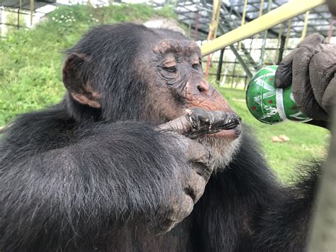 About Chimpanzees Center For Great Apes