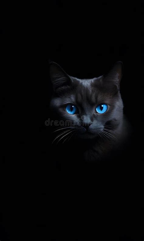 Enigmatic Cat In Darkness Blue Eyed Beauty Stock Photo Image Of