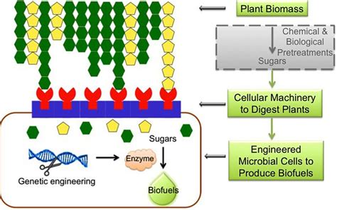 Enhanced Biofuel Production By Genetic Engineering