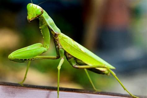 Do Praying Mantis Eat Hummingbirds - Chipper Birds