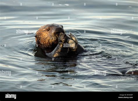 Cute Sea Otters Eating