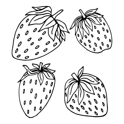 Strawberry Hand Drawn Vector Illustration Strawberries Sketch Vector