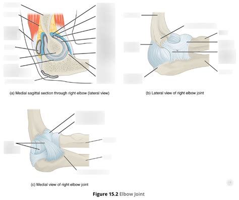 Cbio 2200l Lesson 15 Elbow Joint Diagram Quizlet