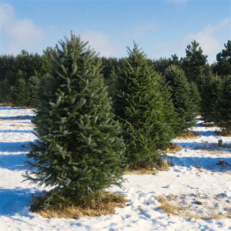 Balsam Fir Trees Abies Balsamea Dutchmaster Nurseries Ltd