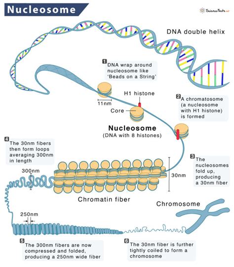 Nucleosome - Definition, Structure, Functions, & Diagram