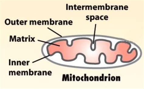 Mitochondrial And Nuclear Targeting Flashcards Quizlet