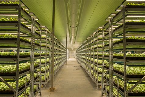 Fluence Bioengineering Illuminates Acres Of Vertical Farm And Greenhouse Herb Production