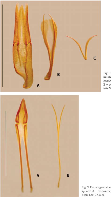 Male Genitalia Of The Holotype Of Pelochares Sabaeanus Sp Nov A Download Scientific Diagram